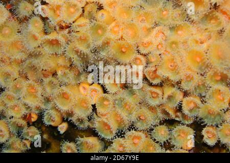 Anthozoans Juwel Anemonen, Corynactis Viridis, Arme Ritter Inseln Nature Reserve, Bay of Islands, Neuseeland Stockfoto