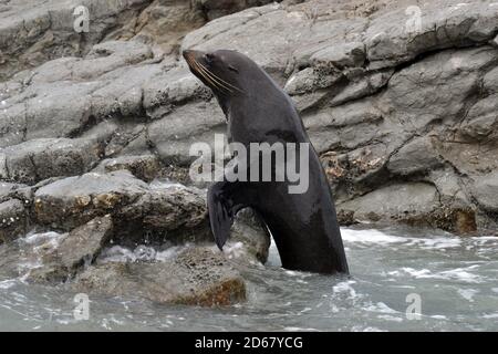 New Zealand Seebär oder Kekeno, Arctocephalus Forsteri, Kaikoura Halbinsel, Kaikoura, Südinsel, Neuseeland Stockfoto