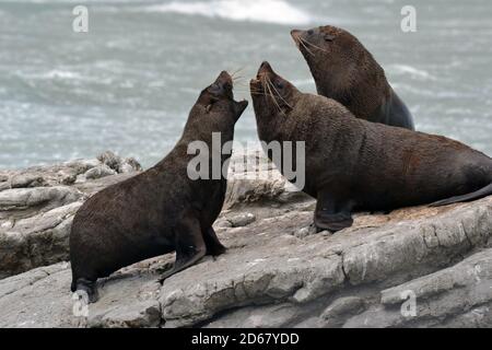 New Zealand Robben oder Kekenos, Arctocephalus Forsteri, Kaikoura Halbinsel, Kaikoura, Südinsel, Neuseeland Stockfoto