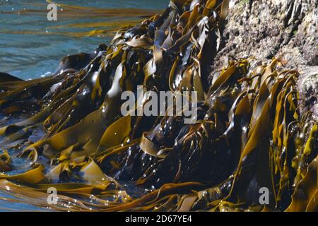 Blase oder Riesen Seetang Detail, Macrocystis Pyrifera, auf der Kaikoura Küste, Kaikoura, Südinsel, Neuseeland Stockfoto