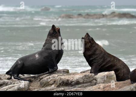 New Zealand Robben oder Kekenos, Arctocephalus Forsteri, Kaikoura Halbinsel, Kaikoura, Südinsel, Neuseeland Stockfoto