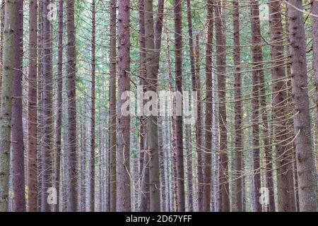Ein dichter Wald von hohen, geraden, moosbedeckten Kiefern im Nordwesten Russlands. Stockfoto