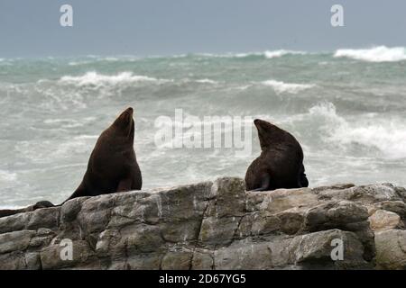 New Zealand Robben oder Kekenos, Arctocephalus Forsteri, Kaikoura Halbinsel, Kaikoura, Südinsel, Neuseeland Stockfoto