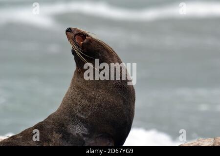 New Zealand Seebär oder Kekeno, Arctocephalus Forsteri, Kaikoura Halbinsel, Kaikoura, Südinsel, Neuseeland Stockfoto