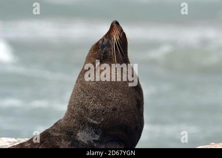 New Zealand Seebär oder Kekeno, Arctocephalus Forsteri, Kaikoura Halbinsel, Kaikoura, Südinsel, Neuseeland Stockfoto