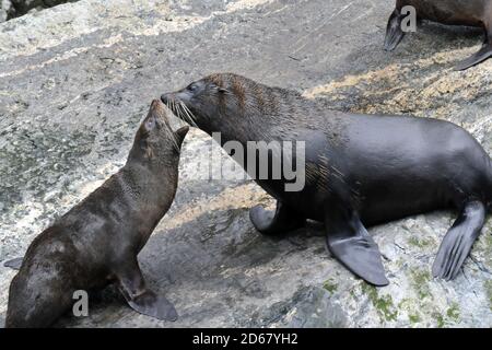 New Zealand Pelzrobben, Arctocephalus Forsteri, Interaktion, Milford Sound, Fiordland National Park, Neuseeland Stockfoto