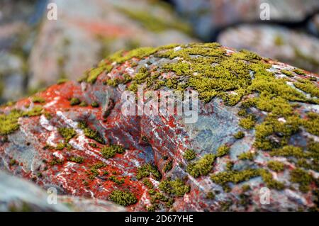 Flechten und Moos auf einem Felsen, Franz Josef Glacier, Franz Josef, Südinsel, Neuseeland Stockfoto