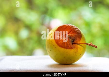 Verfaulter Apfel Nahaufnahme auf einem Hintergrund von grünen Blättern im Garten. Stockfoto