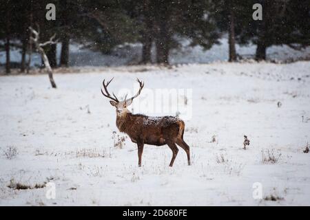 Rothirsch im Schnee Stockfoto