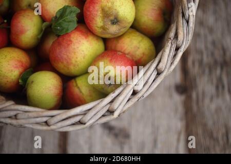 Frisch geerntete Äpfel im Herbst in einem Weidenkorb Stockfoto