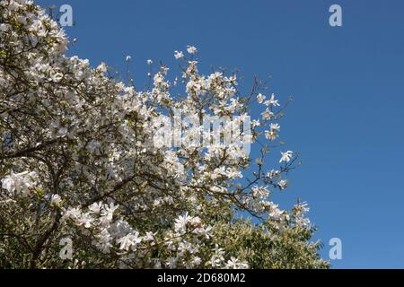 Frühlingsblühende Magnolia salicifolia 'Wada's Memory' (Weidenblättrige Magnolie) in einem Country Cottage Garden in Rural Devon, England, UK Stockfoto