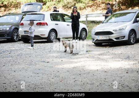 Rasnov, Rumänien - 2. Oktober 2020: Ein wilder Rotfuchs bleibt unter Touristen auf einem Parkplatz in der Nähe eines Waldes auf der Suche nach Nahrung. Selbstdomestizierung von Stockfoto