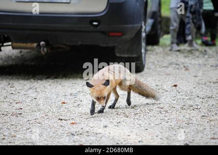 Rasnov, Rumänien - 2. Oktober 2020: Ein wilder Rotfuchs bleibt unter Touristen auf einem Parkplatz in der Nähe eines Waldes auf der Suche nach Nahrung. Selbstdomestizierung von Stockfoto