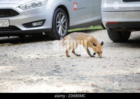 Rasnov, Rumänien - 2. Oktober 2020: Ein wilder Rotfuchs bleibt unter Touristen auf einem Parkplatz in der Nähe eines Waldes auf der Suche nach Nahrung. Selbstdomestizierung von Stockfoto