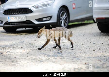 Rasnov, Rumänien - 2. Oktober 2020: Ein wilder Rotfuchs bleibt unter Touristen auf einem Parkplatz in der Nähe eines Waldes auf der Suche nach Nahrung. Selbstdomestizierung von Stockfoto