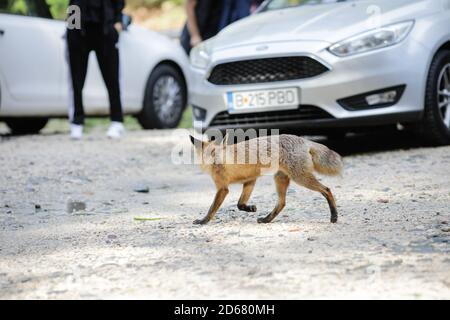 Rasnov, Rumänien - 2. Oktober 2020: Ein wilder Rotfuchs bleibt unter Touristen auf einem Parkplatz in der Nähe eines Waldes auf der Suche nach Nahrung. Selbstdomestizierung von Stockfoto