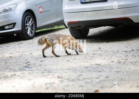 Rasnov, Rumänien - 2. Oktober 2020: Ein wilder Rotfuchs bleibt unter Touristen auf einem Parkplatz in der Nähe eines Waldes auf der Suche nach Nahrung. Selbstdomestizierung von Stockfoto