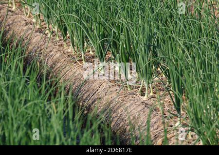 Zwiebelplantage auf dem Gemüsegarten Stockfoto