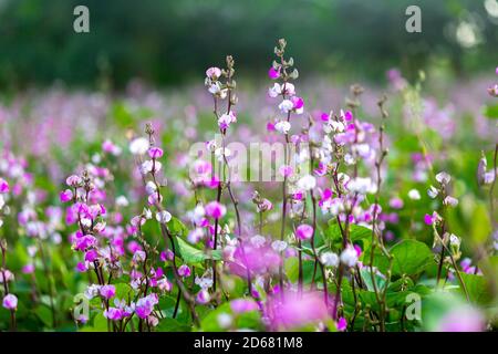 Lila Farbe Hyazinthe Bohne Gemüse Blüte im Garten. Stockfoto