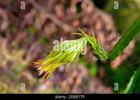 Drachenfrucht (Hylocereus undatus) blüht. Diese Kaktusblüte blüht nachts und beugt sich tagsüber. Stockfoto