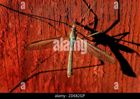 Kranichfliege ist ein gebräuchlicher Name, der sich auf jedes Mitglied der Insektenfamilie Tipulidae der Ordnung Diptera bezieht, Stockfoto
