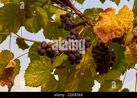 Trauben von reifen lila Trauben auf einem Busch, Herbsternte. Stockfoto
