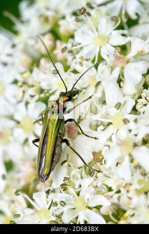 Oedemera nobilis, (auch bekannt als der falsche Ölkäfer, dickbeinige Blütenkäfer oder geschwollene-thighed Käfer) Weibchen auf einer weißen Blume, Cornwall, Engla Stockfoto