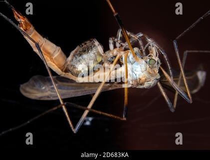 Kranfliege im Garten Orb Web Spinnennetz gefangen. Stockfoto