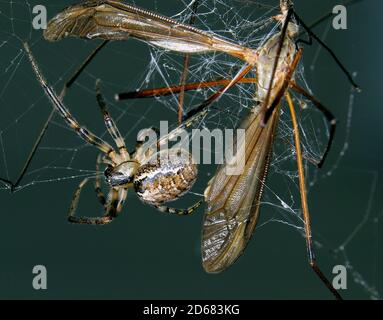 Kranfliege im Garten Orb Web Spinnennetz gefangen. Stockfoto