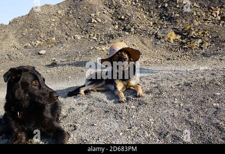 Ein großer schwarzer Hund im Vordergrund und ein Junge Schäferhund trägt einen Strohhut hinter sich Stockfoto
