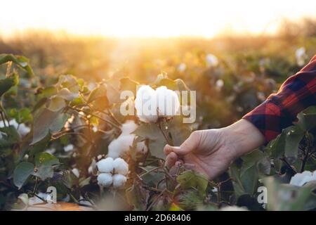 Junge Bäuerin erntet einen Baumwollkokon in einem Baumwollfeld. Die Sonne geht im Hintergrund unter. Stockfoto