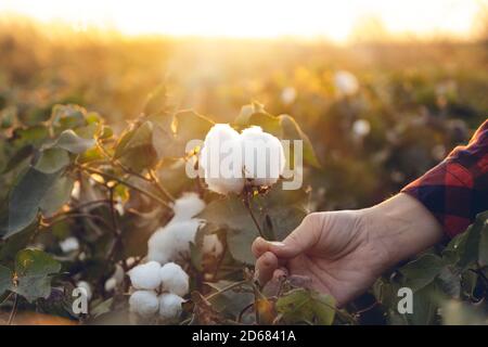 Junge Bäuerin erntet einen Baumwollkokon in einem Baumwollfeld. Die Sonne geht im Hintergrund unter. Stockfoto