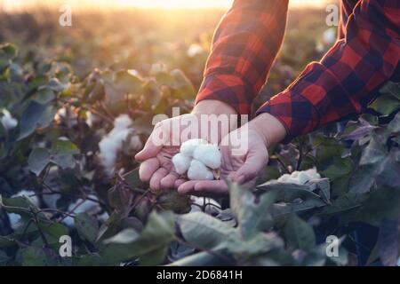 Junge Bäuerin, die einen Baumwollkokon in der Handfläche auf einem Baumwollfeld hält. Die Sonne geht im Hintergrund unter. Stockfoto