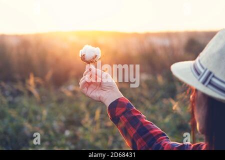 Junge Bäuerin, die einen Baumwollkokon in einem Baumwollfeld hält. Die Sonne geht im Hintergrund unter. Stockfoto