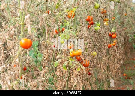 Im Gewächshaus angebaute Tomaten werden wegen Krankheit oder Störung getrocknet. Agrarkonzept Stockfoto