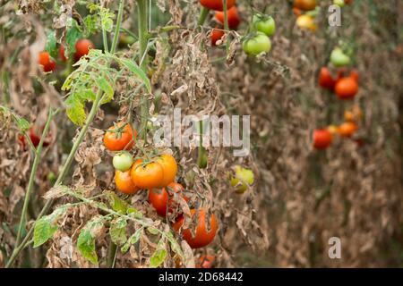 Im Gewächshaus angebaute Tomaten werden wegen Krankheit oder Störung getrocknet. Agrarkonzept Stockfoto