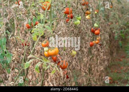 Im Gewächshaus angebaute Tomaten werden wegen Krankheit oder Störung getrocknet. Agrarkonzept Stockfoto