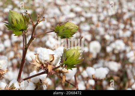 Baumwollkokons, die sich noch nicht geöffnet haben, und ein Baumwollfeld im Hintergrund, das offen und bereit zur Ernte ist. Das Konzept der Landwirtschaft Stockfoto