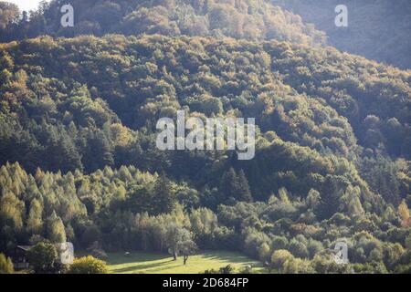 Schöner alter Wald in den Bergen von Siebenbürgen, Rumänien. Stockfoto