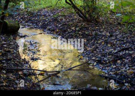 Herbstfarben spiegeln sich auf fließendem Strom, abgestorbene Blätter an den Ufern. Stockfoto