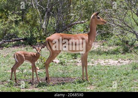 Süßes neugeborenes Baby Impala (Aepyceros melampus), bewacht von seiner nervösen Mutter im Kruger Nationalpark, Südafrika Stockfoto