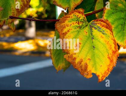 Vergilbtes Blatt auf einem Baum Zweig, der Herbst fühlt Stockfoto
