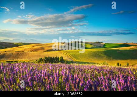 Lavendelblüten in der Toskana, sanfte Hügel und grüne Felder. Santa Luce, Pisa Italien, Europa Stockfoto