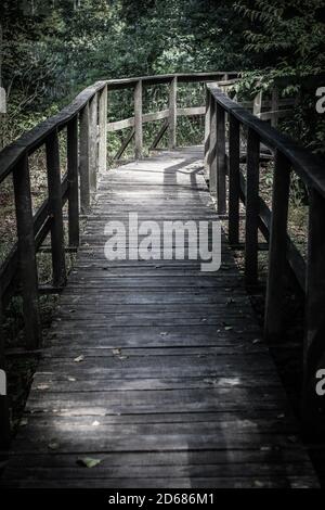 Holzfußweg führt durch Büsche und Sumpfland im Wald Stockfoto