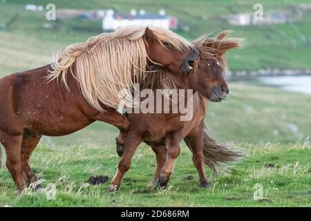 Island Pferde kämpfen, Burra, Shetland Inseln, Schottland, Großbritannien Stockfoto