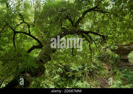 Baum mit einem moosigen Stamm in einem Bergregenwald Stockfoto