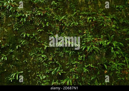 Natürlicher Hintergrund - ein vertikaler Felsen in einem tropischen Wald, vollständig mit einer Vielzahl von hygrophilen Vegetation, Moose und Farne bedeckt Stockfoto