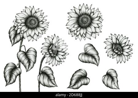 Sonnenblume Hand gezeichnete Tinte Kunst auf weiß, schwarz und weiß Blumenfarbe Stift Skizze isoliert, vintage monochrome realistische Sonnenblumen Zeichnung Stockfoto