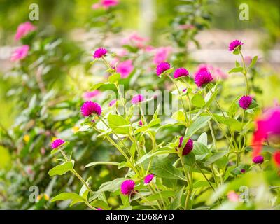 Blume Rosa in einem Garten an einem sonnigen Tag Stockfoto