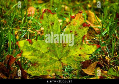 Blätter im Herbst Stockfoto